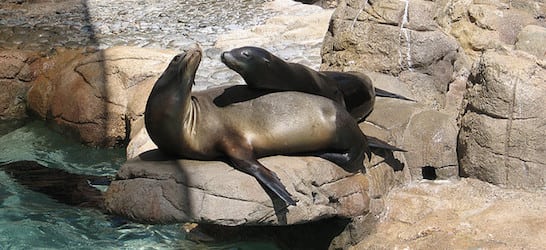 San Deigo Zoo Sea Lions Smooching