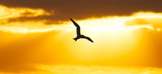 sanibel island bird in flight