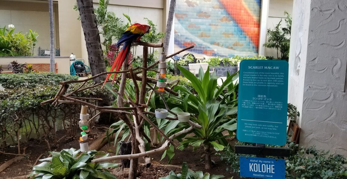 Kolohe the bird at Hilton hawaiian village