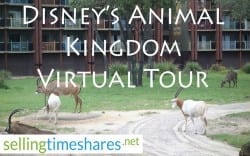 disneys animal kingdom thumbnail